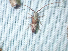 Eunidia strigata
