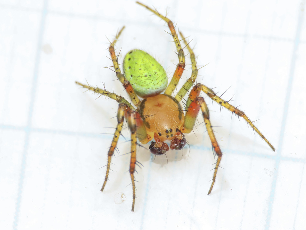 Cucumber green spider