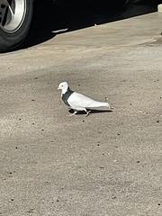 Columba livia domestica
