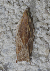 Ancylis cordiae