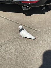 Columba livia domestica