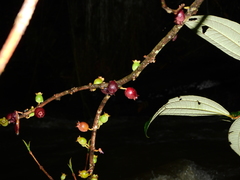 Henriettea stellaris