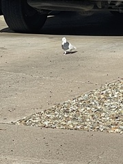 Columba livia domestica