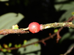 Henriettea stellaris