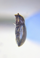 Cryptophagidae