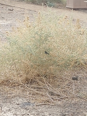 Polioptila melanura