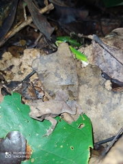 Rhinella castaneotica