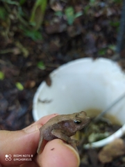 Rhinella castaneotica