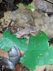 Rhinella castaneotica