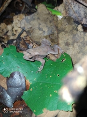 Rhinella castaneotica