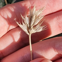 Angiospermae