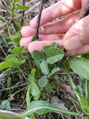 Angiospermae