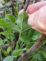 Angiospermae