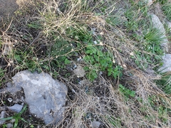 Angiospermae