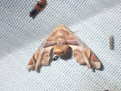Eutelia callichroma