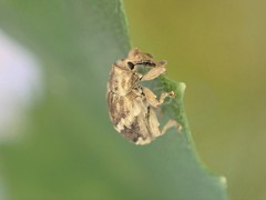 Aneuma compta