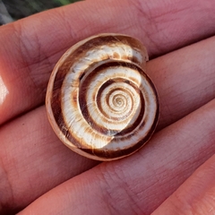 Xerosecta