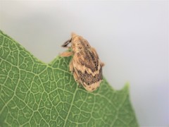 Aneuma compta