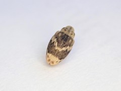 Aneuma compta