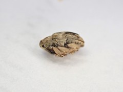 Aneuma compta