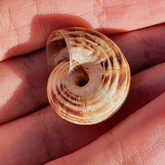 Xerosecta