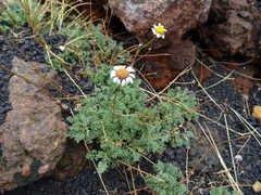 Anthemis aetnensis