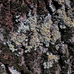 Xanthoria parietina