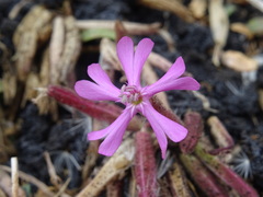 Saponaria sicula