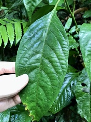 Pleuropetalum sprucei
