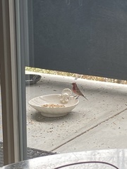 Haemorhous mexicanus