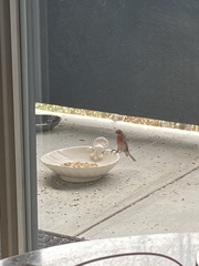 Haemorhous mexicanus