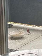 Haemorhous mexicanus