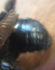Xylocopa tabaniformis orpifex