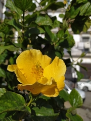 Hibiscus rosa-sinensis