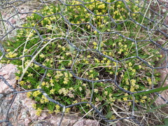 Cymopterus humilis