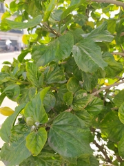 Hibiscus rosa-sinensis