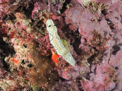 Doriprismatica atromarginata