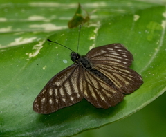 Catasticta ctemene