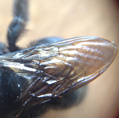 Xylocopa tabaniformis orpifex