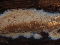 Phlebia nothofagi