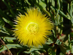 Conicosia pugioniformis