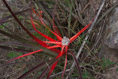 Bromelia serra