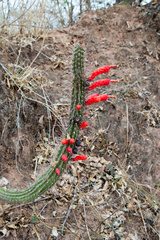 Cleistocactus baumannii