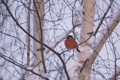 Pyrrhula pyrrhula