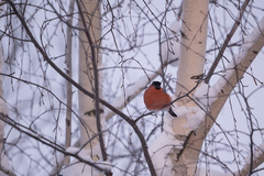 Pyrrhula pyrrhula