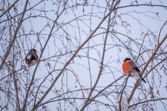 Pyrrhula pyrrhula