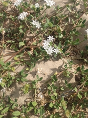 Richardia grandiflora