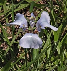 Phalocallis coelestis