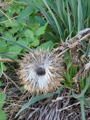 Tracheophyta