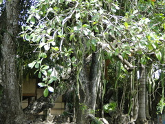 Selenicereus ocamponis